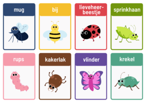 woordkaarten insecten