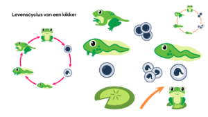 Levenscyclus van een kikker