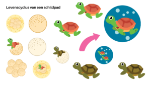 elementen levenscyclus schildpad