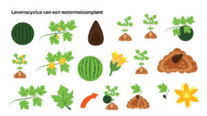 levenscyclus van een watermeloenplant